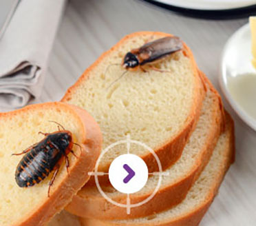 PEST CONTROL CRAWLING INSECTS