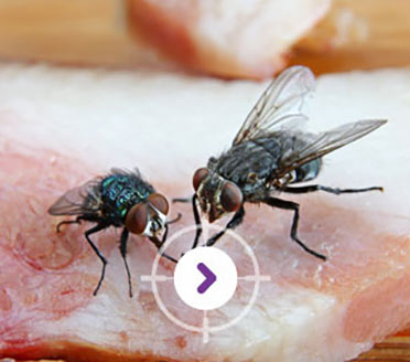 PEST CONTROL FLYING INSECTS