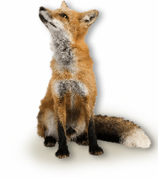 Are you having problems with Rodents, Birds, Foxes or Insects?