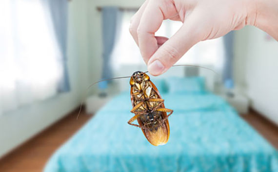 SERVICES FOR LANDLORDS AND AIRBnB