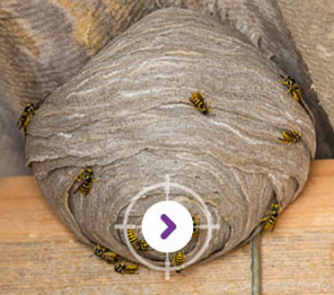 PEST CONTROL NEST REMOVALS