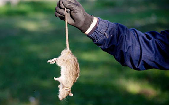 PEST WASTE DISPOSAL SERVICES