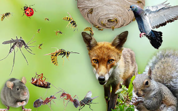 PEST CONTROL PEST PROOFING SERVICE