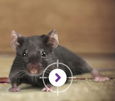 PEST CONTROL RODENTS